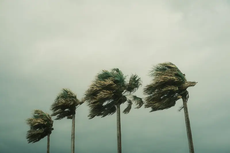 Palm trees bent hard in hurricane-force wind under a gray-green sky
