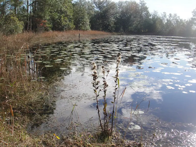 Lily pond near the entrance of Cypress Creek Preserve, Land O’ Lakes, Pasco County, Land O’ Lakes, Florida